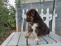 Charlie , a male Miniature Australian Shepherd for sale in Seneca, SC – Photo 3 of 7