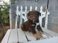 Charlie , a male Miniature Australian Shepherd for sale in Seneca, SC – Photo 5 of 7