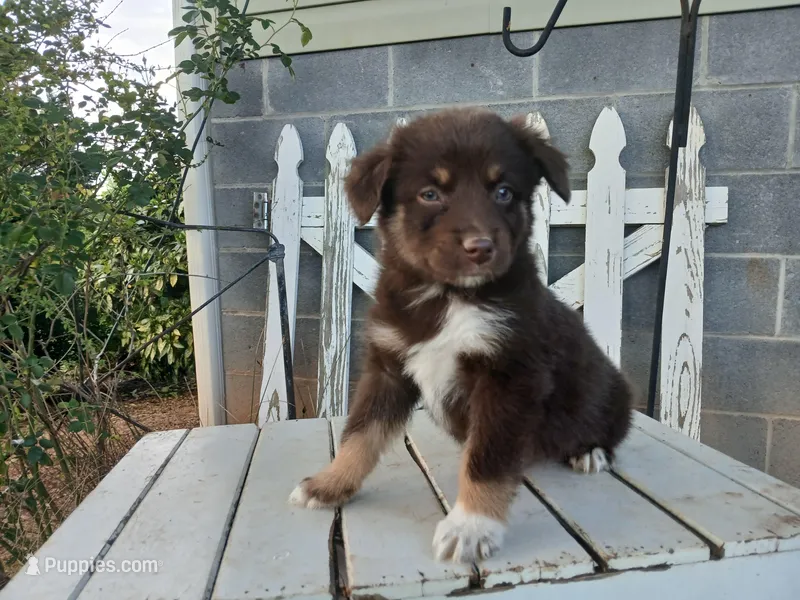 Charlie  – Miniature Australian Shepherd puppy for sale in Seneca, SC
