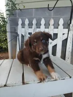 Charlie , a male Miniature Australian Shepherd for sale in Seneca, SC – Photo 2 of 7