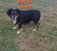 Sadie , a female Miniature Australian Shepherd for sale in Seneca, SC – 8 of 9