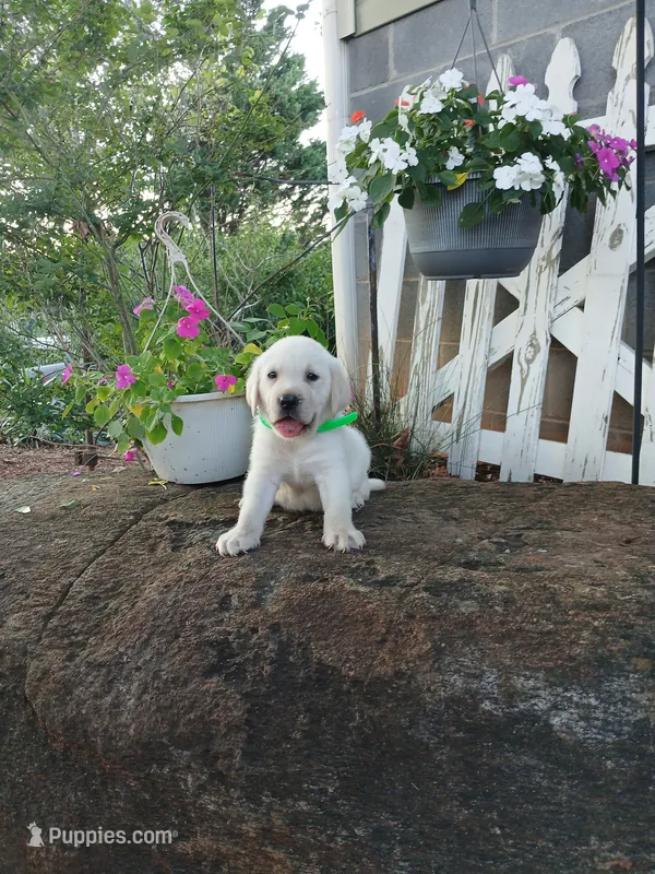 Max – Labrador Retriever puppy for sale in Seneca, SC