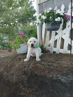 Max, a male Labrador Retriever for sale in Seneca, SC – 1 of 8