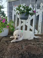 Max, a male Labrador Retriever for sale in Seneca, SC – 2 of 8