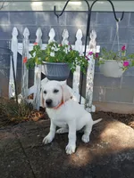 Bear, a male Labrador Retriever for sale in Seneca, SC – 2 of 9