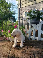 Ruger , a male Labrador Retriever for sale in Seneca, SC – 3 of 7