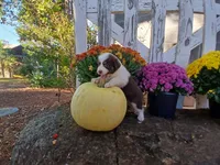Lexi , a male Miniature Australian Shepherd for sale in Seneca, SC – 6 of 6