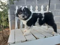 Chase, a male Miniature Australian Shepherd for sale in Seneca, SC – Photo 2 of 7