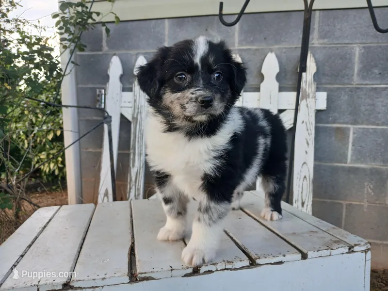 Chase – Miniature Australian Shepherd puppy for sale in Seneca, SC