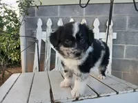 Chase, a male Miniature Australian Shepherd for sale in Seneca, SC – Photo 4 of 7