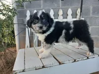 Chase, a male Miniature Australian Shepherd for sale in Seneca, SC – Photo 3 of 7