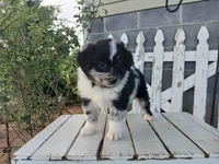 Chase, a male Miniature Australian Shepherd for sale in Seneca, SC – Photo 5 of 7
