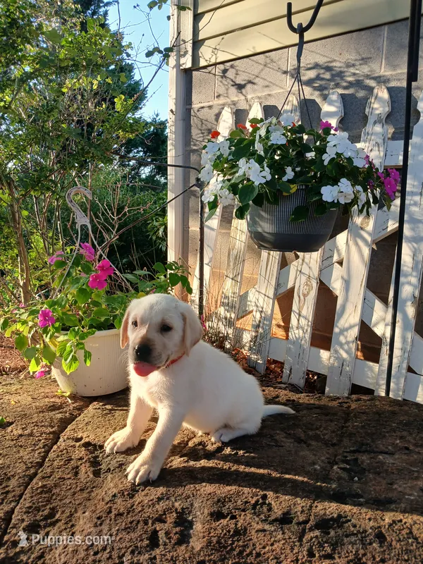 Jake  – Labrador Retriever puppy for sale in Seneca, SC