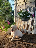 Jake , a male Labrador Retriever for sale in Seneca, SC – 1 of 7