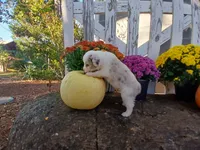 Mocha, a male Miniature Australian Shepherd for sale in Seneca, SC – 5 of 6