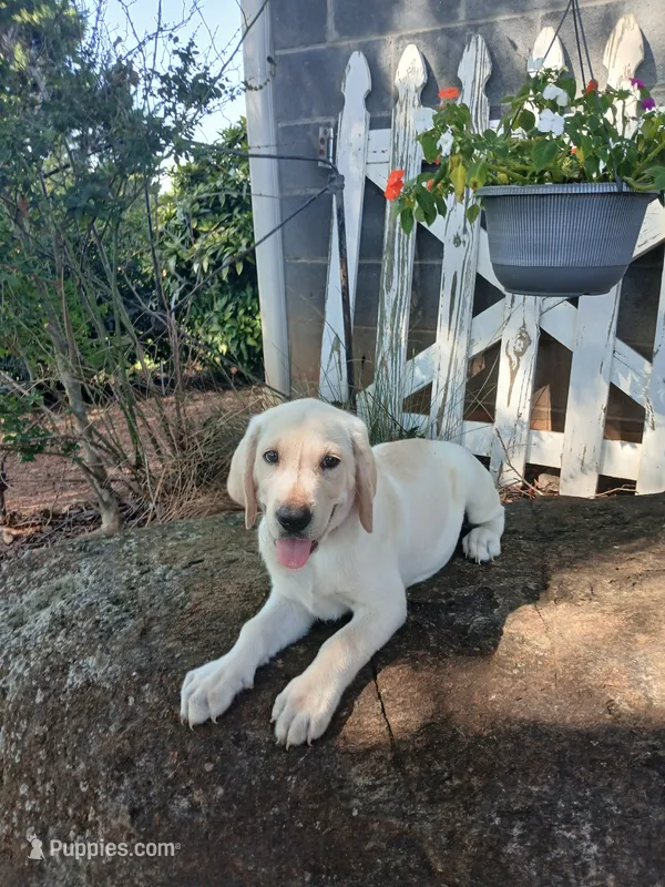 Jake  – Labrador Retriever puppy for sale in Seneca, SC