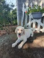 Jake , a male Labrador Retriever for sale in Seneca, SC – 1 of 9