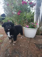 Riley , a female Miniature Australian Shepherd for sale in Seneca, SC – 9 of 9