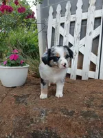 Luna , a female Miniature Australian Shepherd for sale in Seneca, SC – 3 of 8