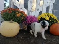 Marble , a male Miniature Australian Shepherd for sale in Seneca, SC – 2 of 7