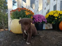 Bear, a male Miniature Australian Shepherd for sale in Seneca, SC – 6 of 6
