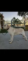 Bear, a male Labrador Retriever for sale in Seneca, SC – 7 of 8