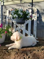 Ruger , a male Labrador Retriever for sale in Seneca, SC – 4 of 7
