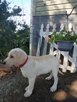 Jake , a male Labrador Retriever for sale in Seneca, SC – 4 of 9