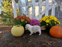 Mocha, a male Miniature Australian Shepherd for sale in Seneca, SC – 3 of 6