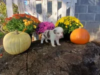 Snickers , a male Miniature Australian Shepherd for sale in Seneca, SC – 3 of 6