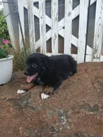 Teddy , a male Miniature Australian Shepherd for sale in Seneca, SC – 3 of 8