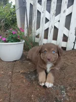 Mocha , a male Miniature Australian Shepherd for sale in Seneca, SC – 3 of 8
