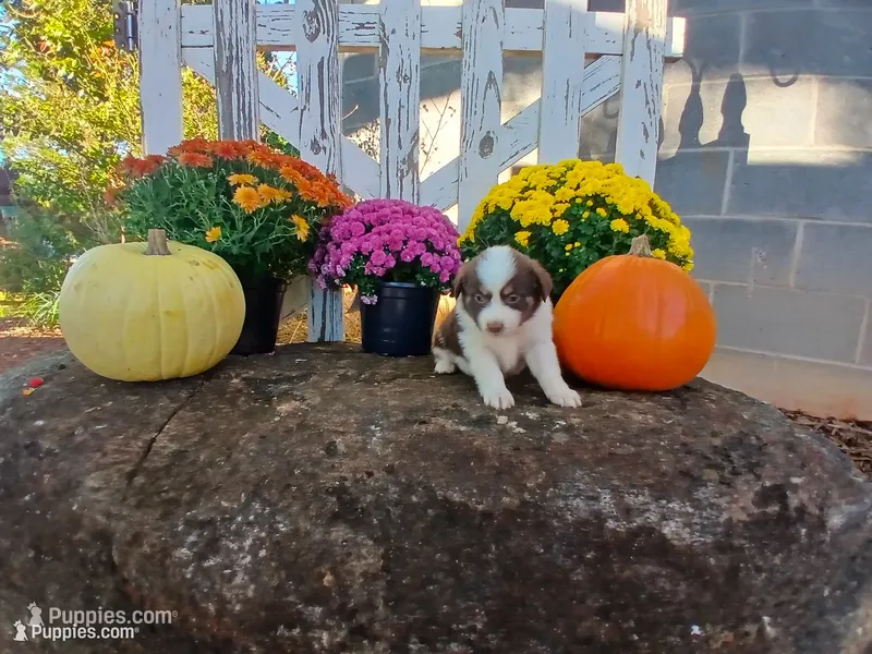 Lexi  – Miniature Australian Shepherd puppy for sale in Seneca, SC