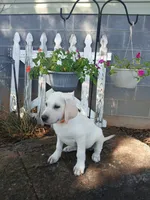 Bear, a male Labrador Retriever for sale in Seneca, SC – 6 of 9