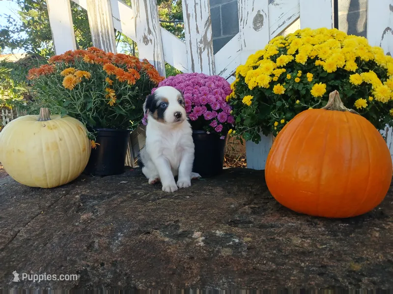 Marble  – Miniature Australian Shepherd puppy for sale in Seneca, SC