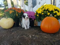 Marble , a male Miniature Australian Shepherd for sale in Seneca, SC – 1 of 7