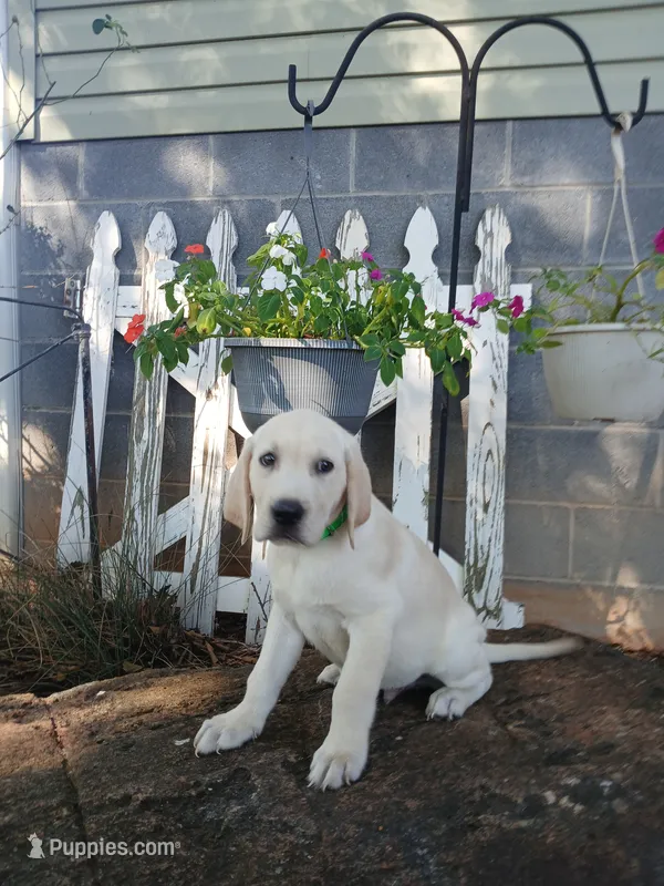Max – Labrador Retriever puppy for sale in Seneca, SC