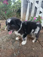Sadie , a female Miniature Australian Shepherd for sale in Seneca, SC – 2 of 9