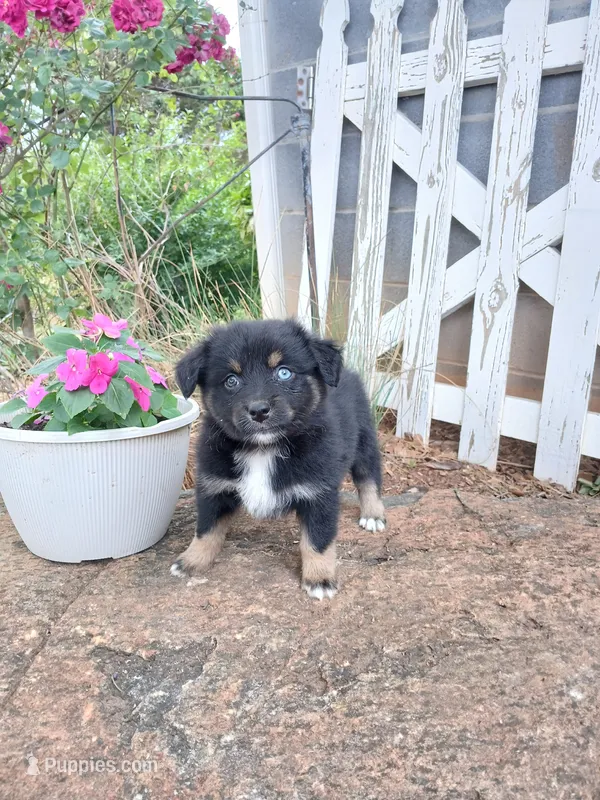 Riley  – Miniature Australian Shepherd puppy for sale in Seneca, SC