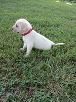 Jake , a male Labrador Retriever for sale in Seneca, SC – 5 of 7