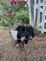 Riley , a female Miniature Australian Shepherd for sale in Seneca, SC – 2 of 9