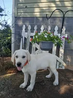 Bear, a male Labrador Retriever for sale in Seneca, SC – 5 of 9