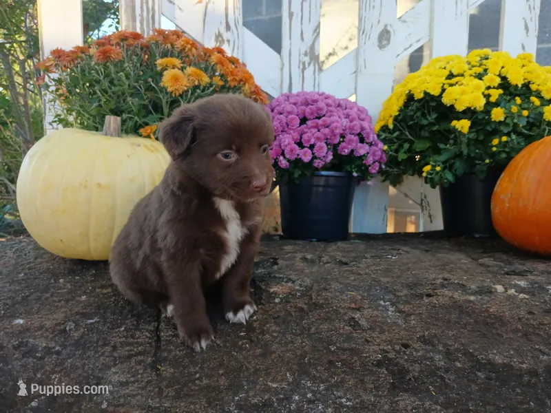 Bear – Miniature Australian Shepherd puppy for sale in Seneca, SC