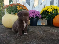 Bear, a male Miniature Australian Shepherd for sale in Seneca, SC – 1 of 6