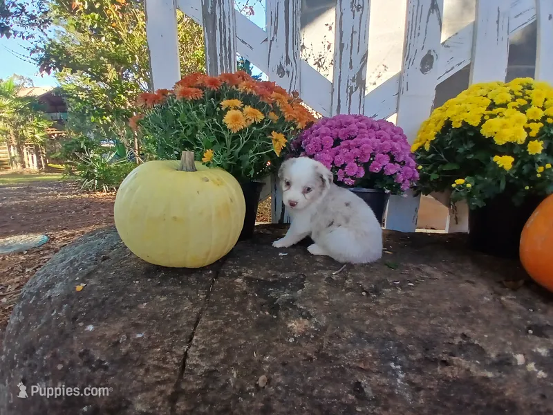 Mocha – Miniature Australian Shepherd puppy for sale in Seneca, SC