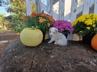 Mocha, a male Miniature Australian Shepherd for sale in Seneca, SC – 1 of 6