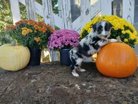 Oreo , a male Miniature Australian Shepherd for sale in Seneca, SC – 6 of 6