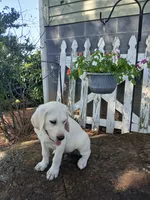 Bear, a male Labrador Retriever for sale in Seneca, SC – 7 of 9