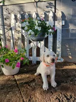 Bear, a male Labrador Retriever for sale in Seneca, SC – 4 of 8