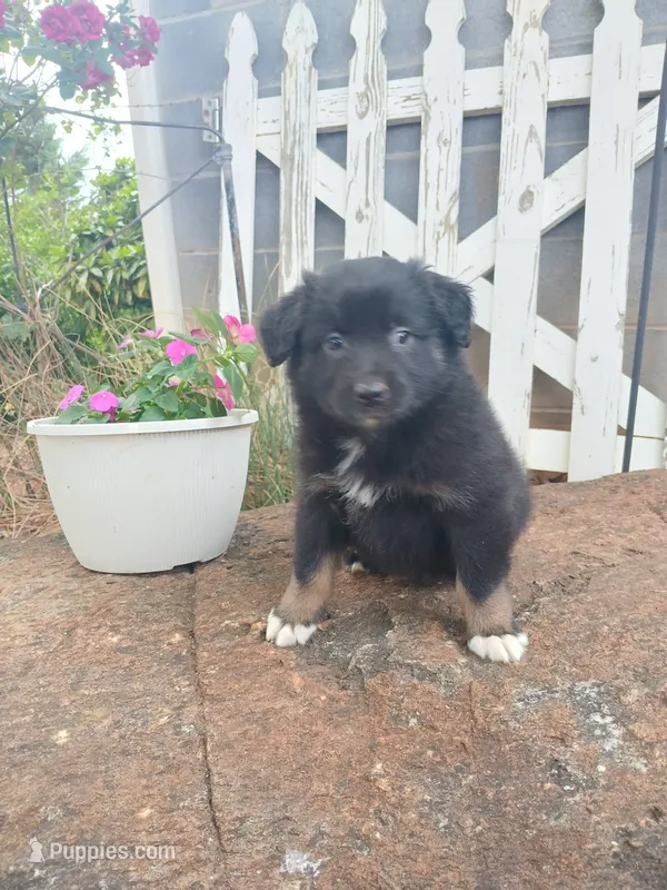 Teddy  – Miniature Australian Shepherd puppy for sale in Seneca, SC